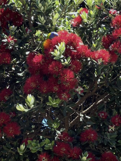 Rainbow Lorikeet