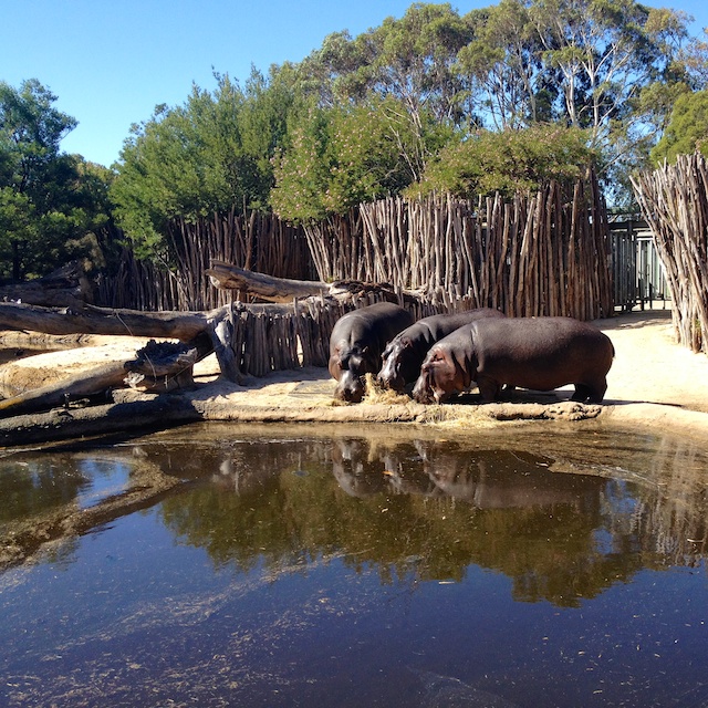 hippos out of the water