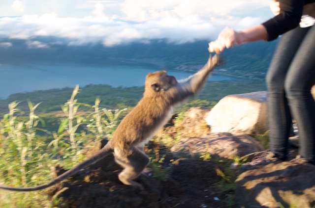 heather feeding monkey mt batur