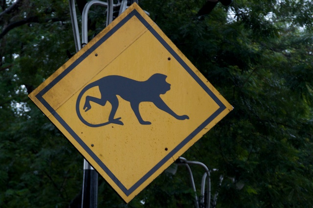 monkey crossing